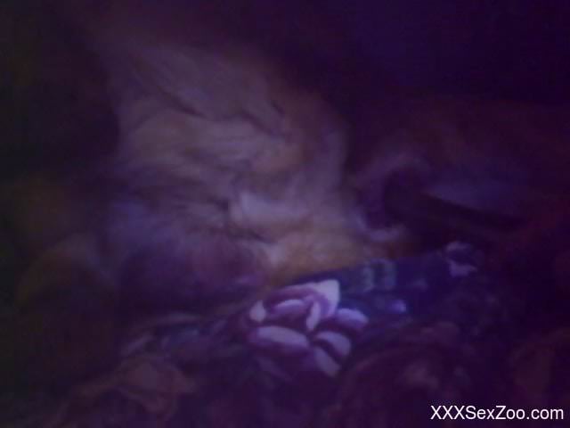 Late night animal porn scenes for the horny zoo lover