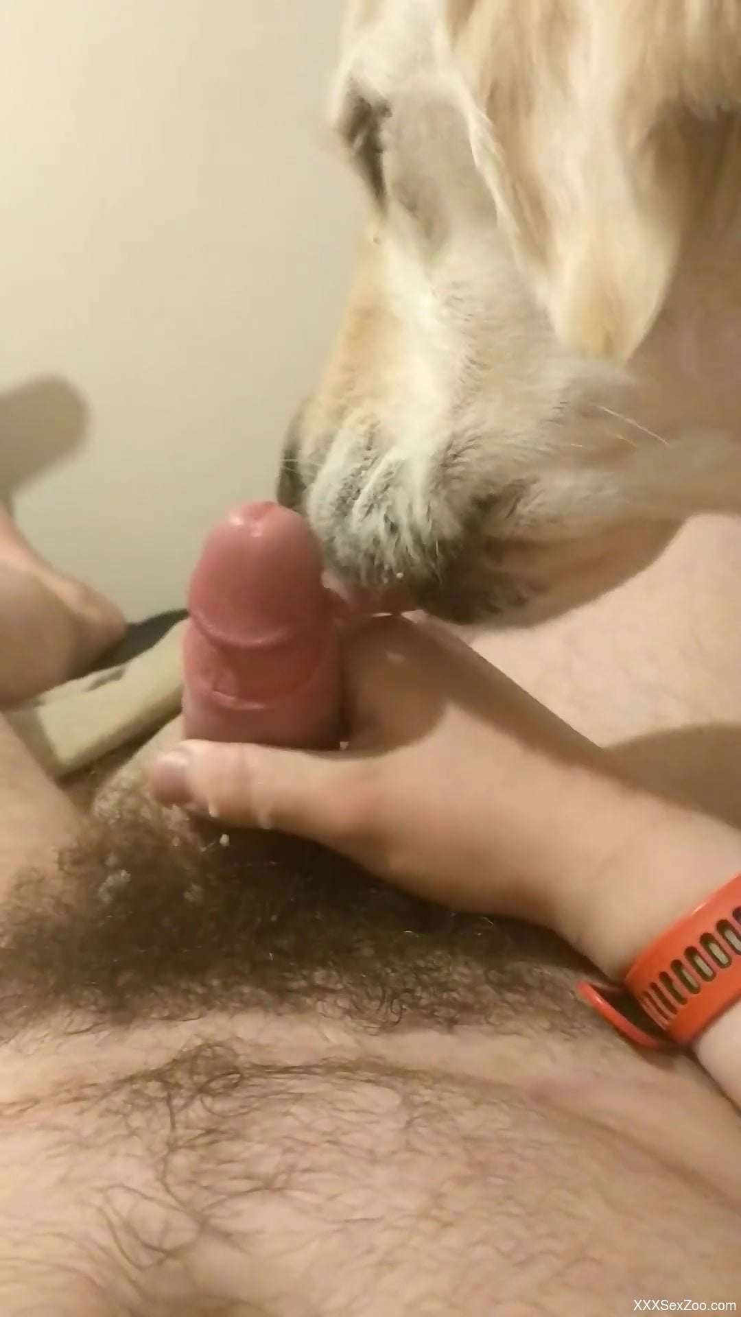 Dude's dog helps him cum and cleans the mess afterwards