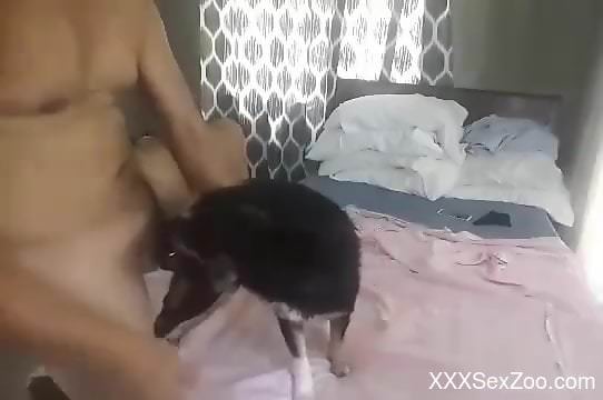Man filmed fucking his little dog in the ass and pussy