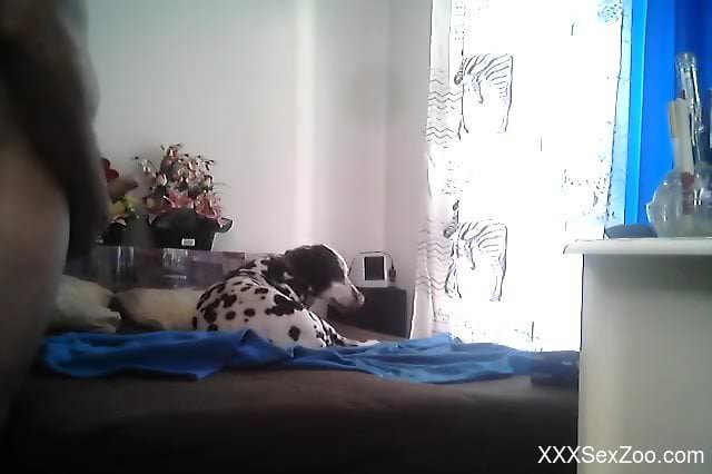 Sexy Dalmatian doggo is filmed by the owner