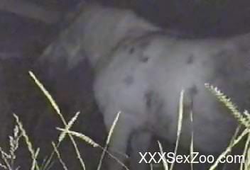 Mare pussy getting wrecked by a large human cock