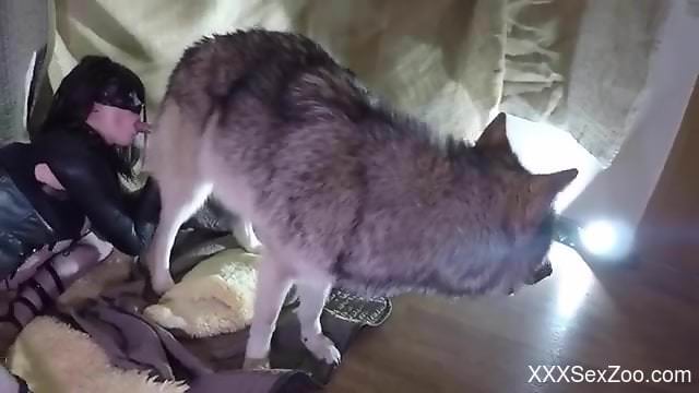 Fishnets-wearing zoophile beauty gets fucked by a dog