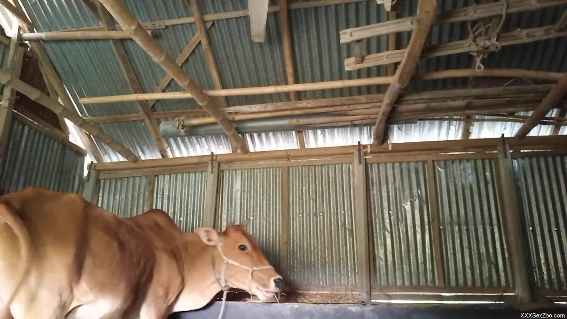 Dude in a striped t shirt tenderizing animal hole