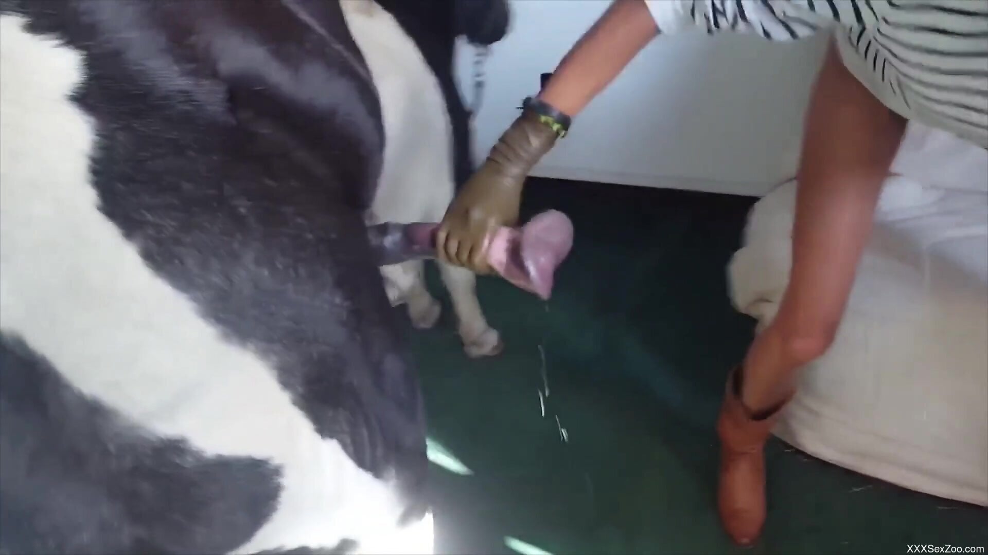 Horse cock is enjoying the best orgasms ever