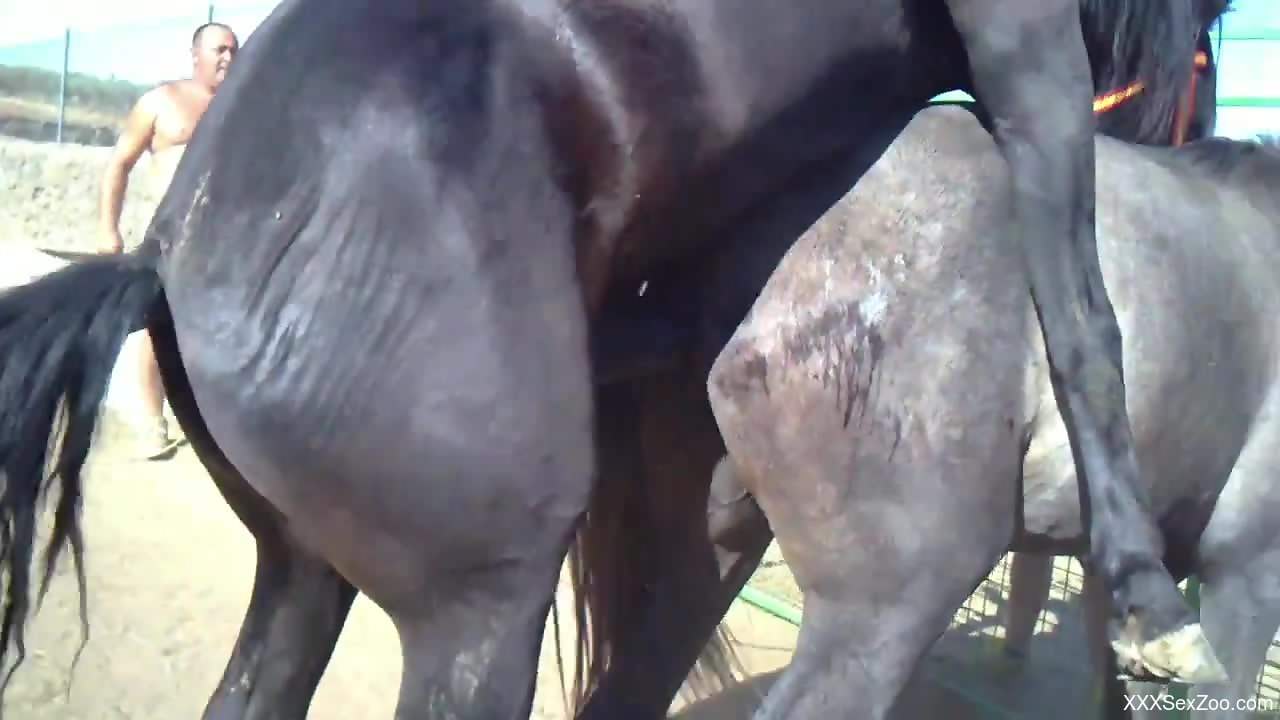 Black horse fucking a very horny mare from behind
