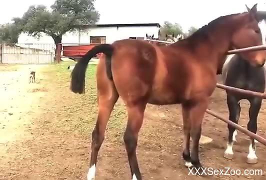 Sexy horses flirting with each other on camera