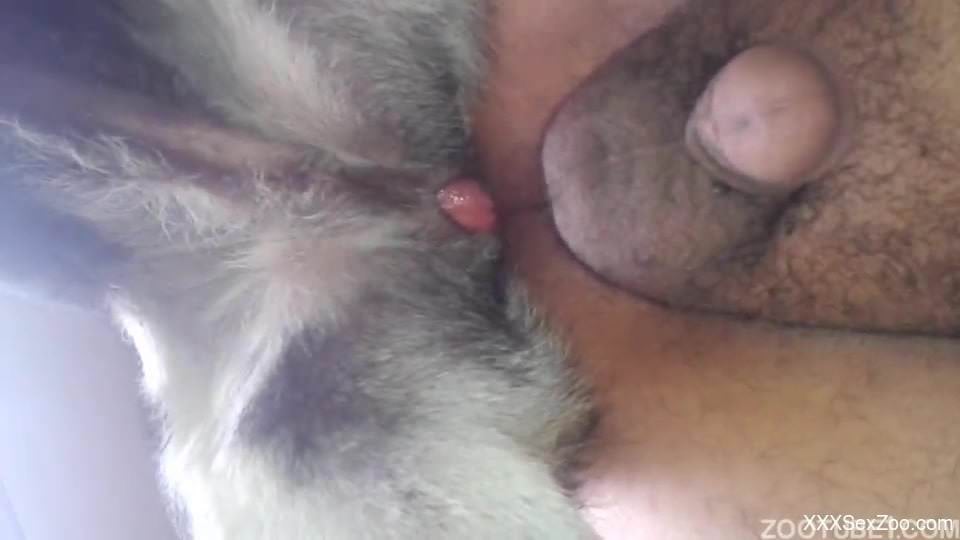 Awesome anal penetration in crazy as hell animality XXX action