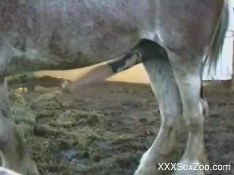 Man drools by seeing massive horse cock hanging like that