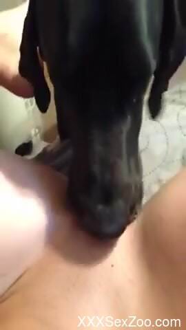 Aroused woman loves the dog licking her pussy until the orgasm