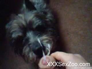 Home scenes in POV showing little dog licking cock