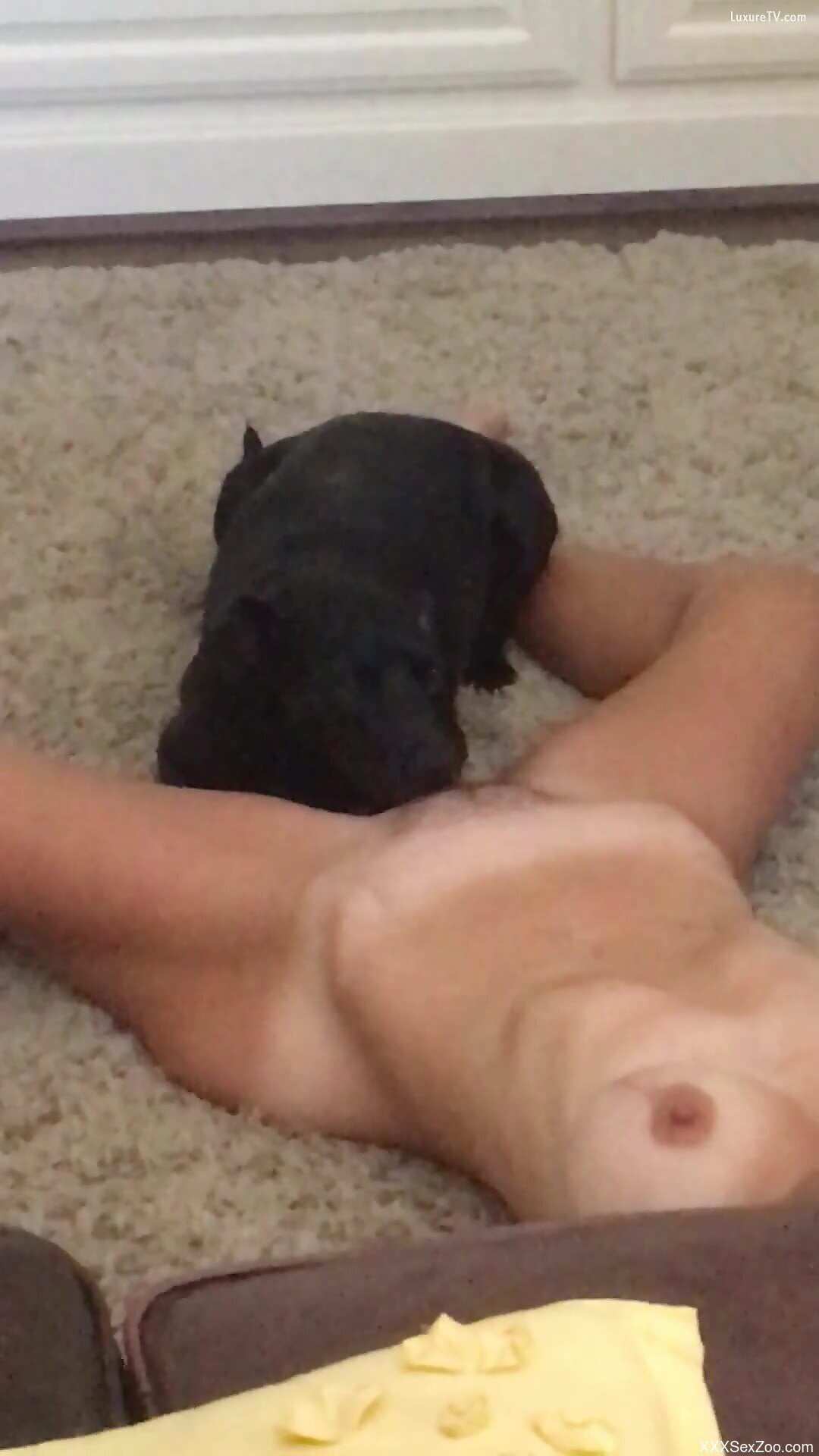 Solo babe loves it how the black mutt licks her fresh cunt