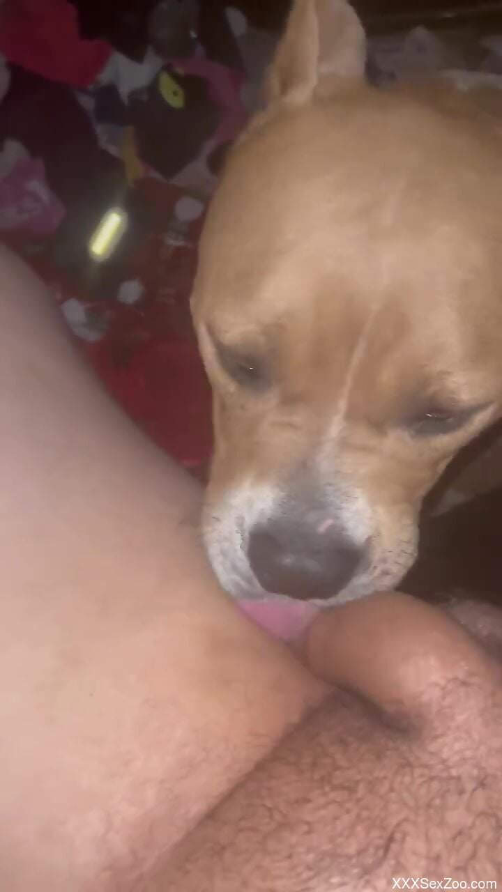 Sexy animal tasting uncut cock in POV as well