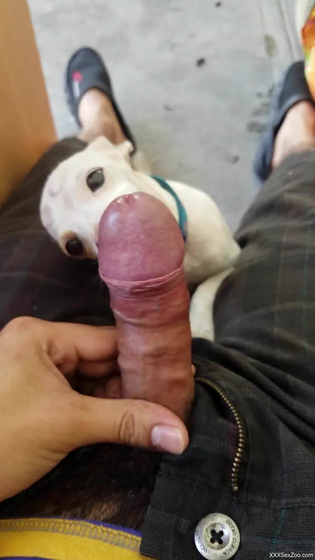 Dude with a big dick gets a POV blowjob from a dog