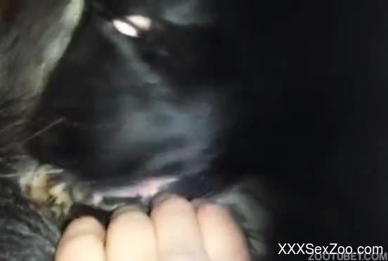 Animal porn XXX POV with a guy penetrating the horse