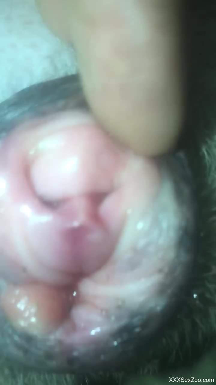 Dude shows a freshly fucked animal hole just for fun