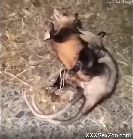 Pair of opossums fuck and the man filming gets aroused
