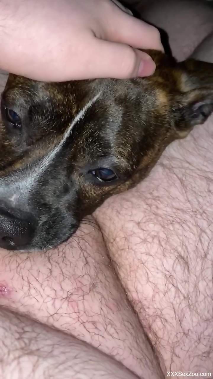Dog licks man's cock then licks sperm after masturbation