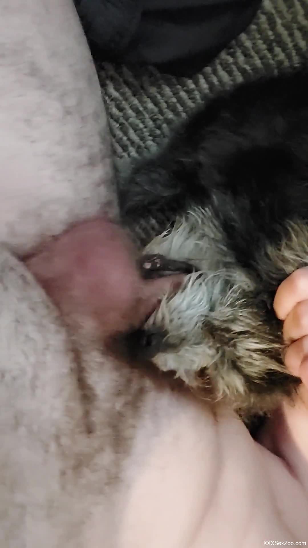 Dude has small dog worshipping his cock as its GOD