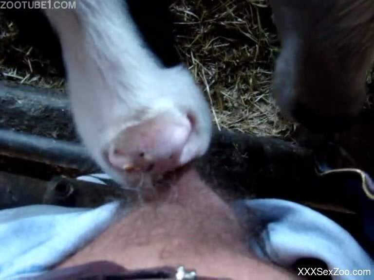 Farm animals sucking this dude's meaty cock in POV