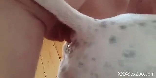 White animal getting happily pounded by a horny guy