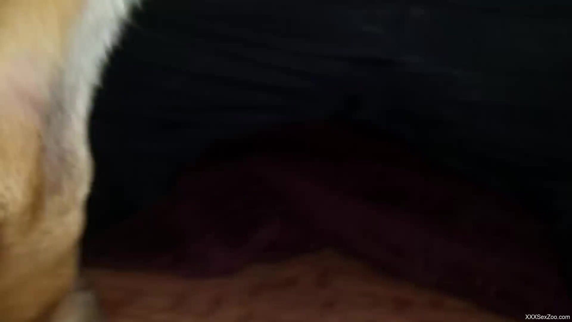 Oozing pussy hottie getting fucked hard by a doggo