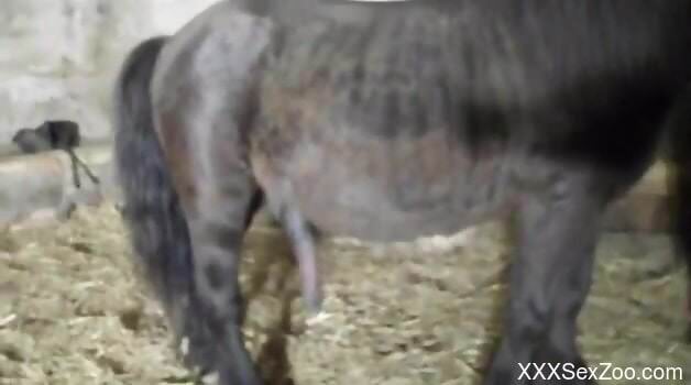 Horny woman plays with the stallion's penis