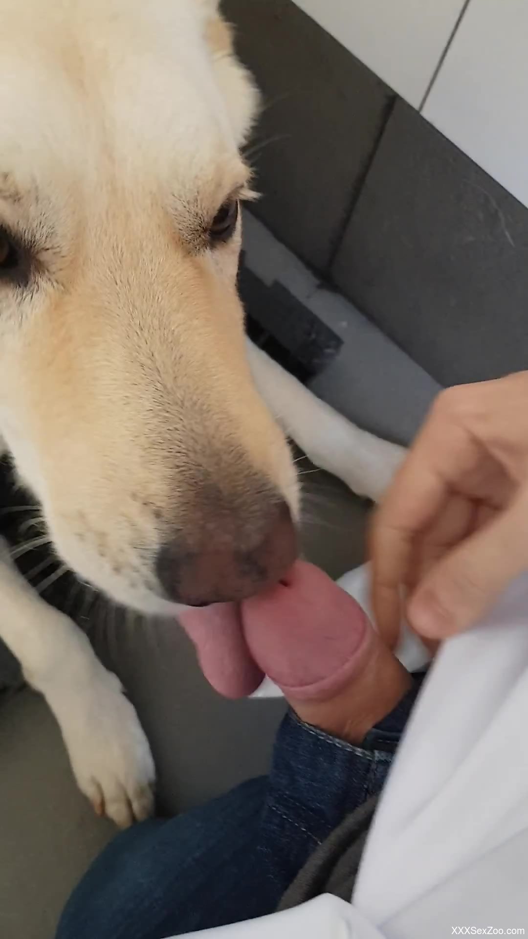 Playful dog licking the tip of this dude's cock