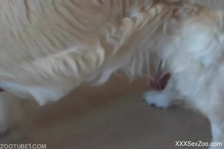 Skirt-wearing teen gets fucked by her cheerful mutt