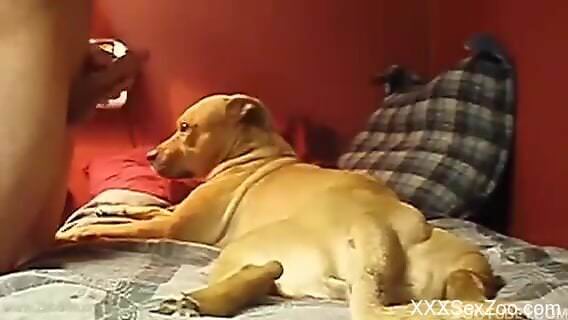 Fertile dog pussy is about to get fucked savagely