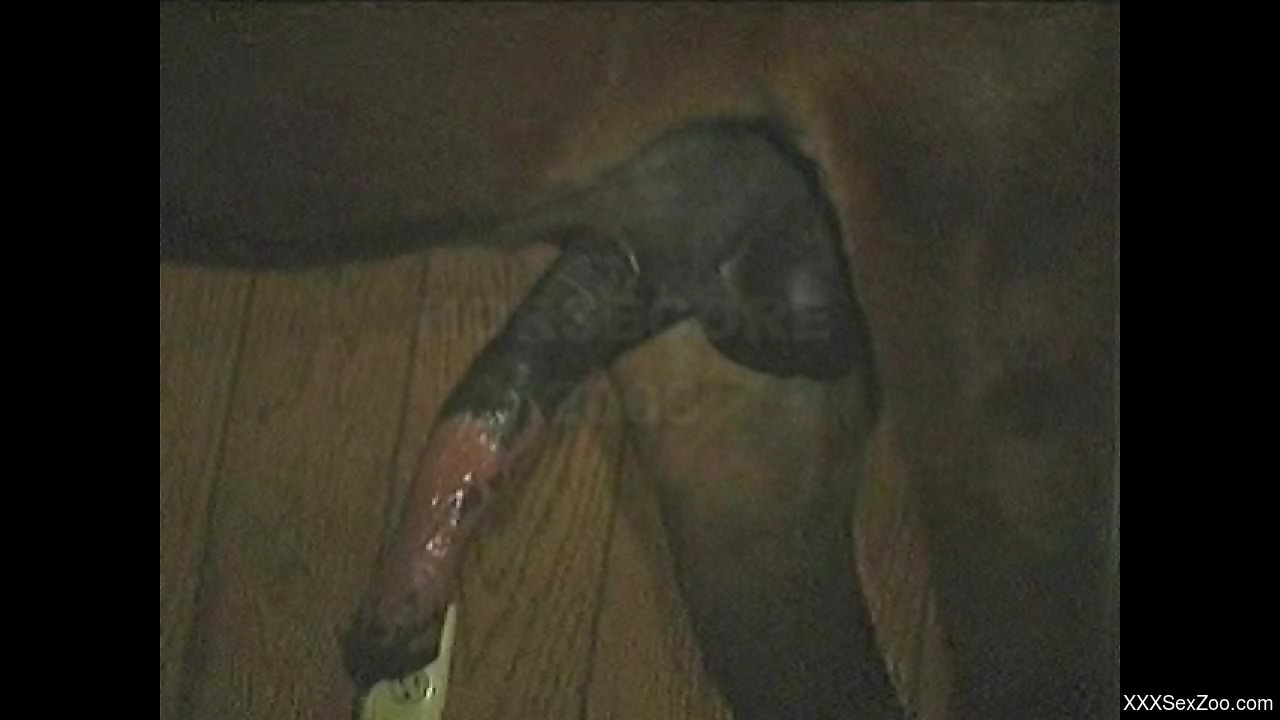 Hung horse showcases its dick before fucking a MILF