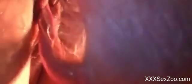 Compilation of the best bestialities to keep your dick hard