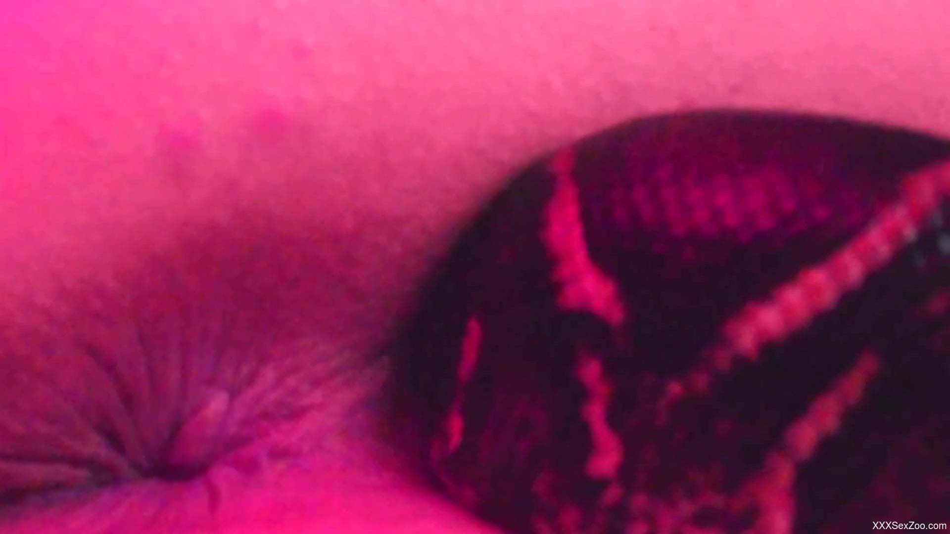 Snake finds its way inside an actual human pussy