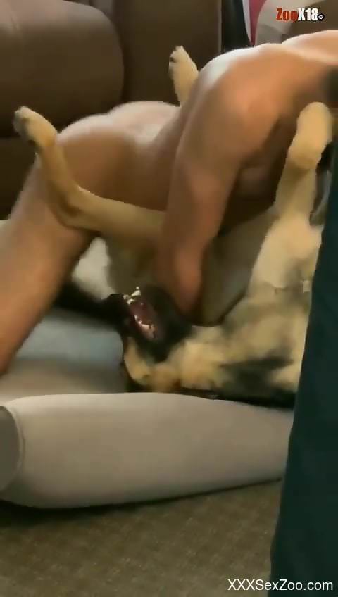 Dude with an eager cock fucking a dog in missionary