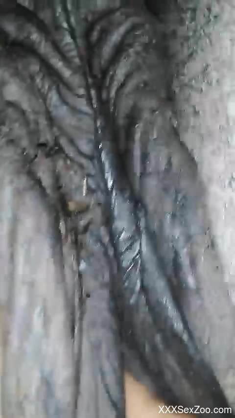 Mare with a moist fuckhole gets stretched hard