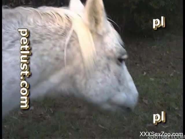 Sweet animal porn with a white horse and a filthy farmer