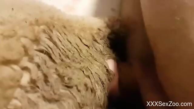 Horny sheep gets its wet pussy fucked violently