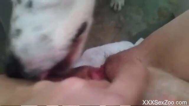 A dog licks the woman's tight holes until she comes