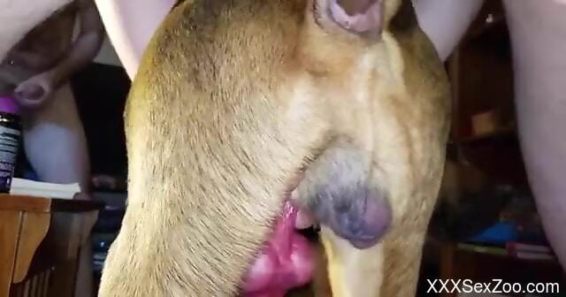 Dude is going to fuck this gay dog's tight asshole