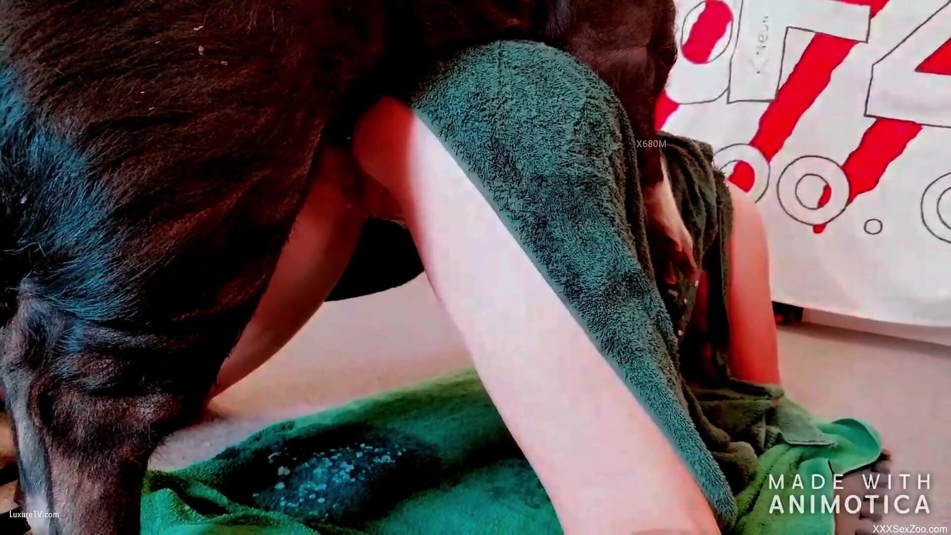 Slender babe granted dog dick down the muff in rough positions