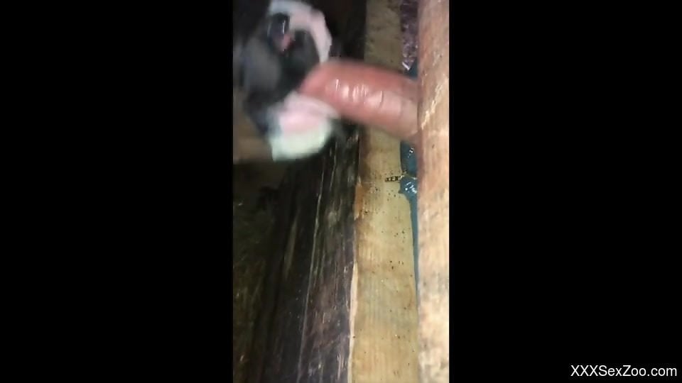 Guy shows his penis and lets the animal suck it too