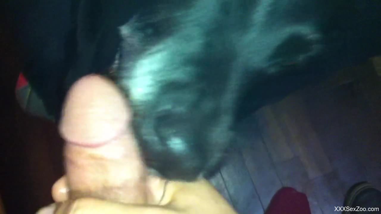 POV fuck fest with a dude and his submissive animal