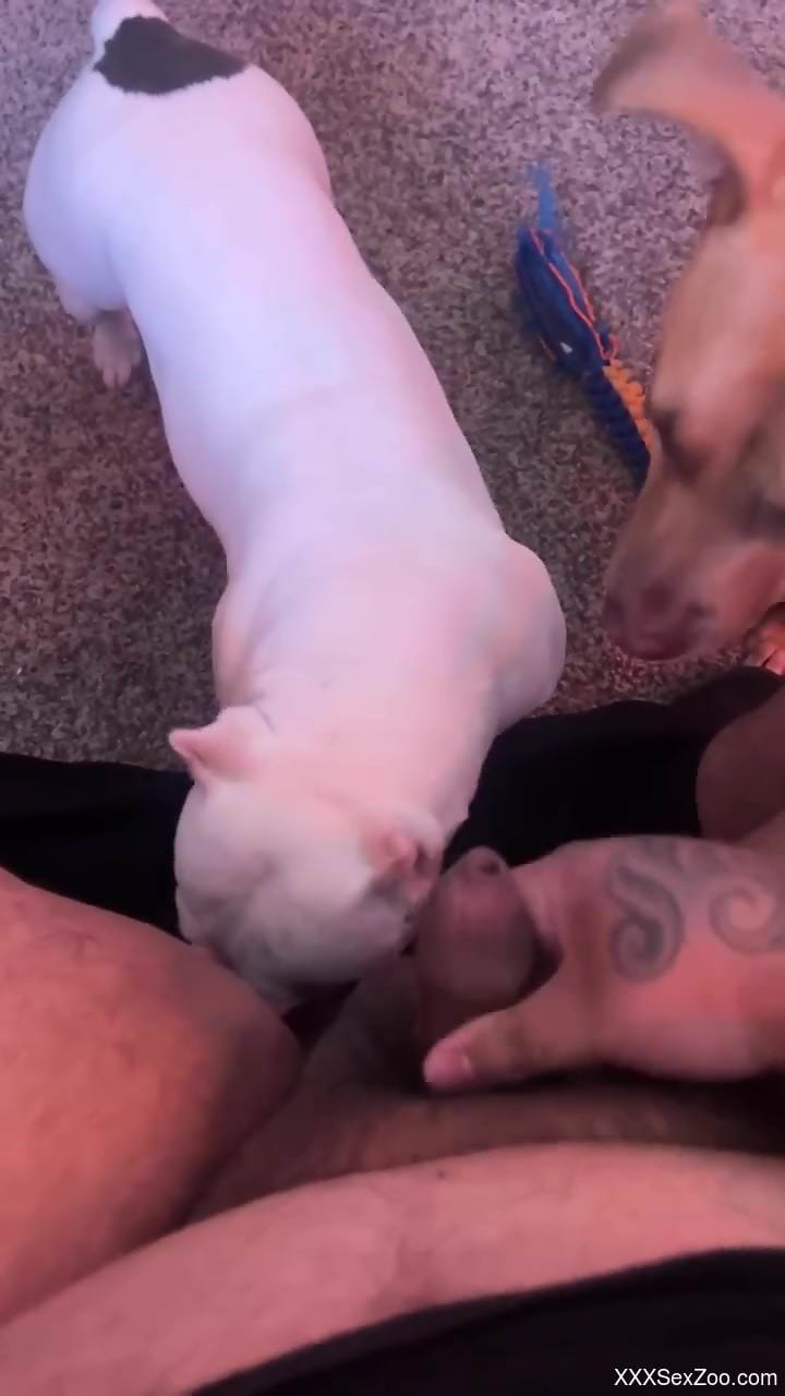 Man jerks off along side his trustful dogs