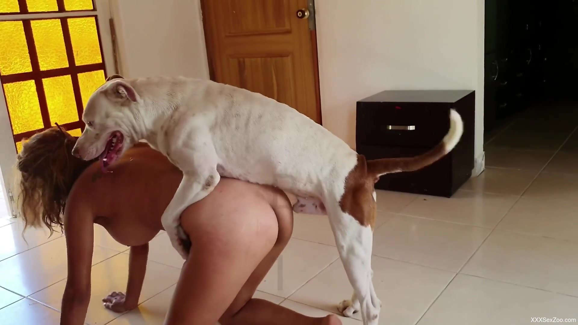 Seductive babe getting banged by a dog on all fours