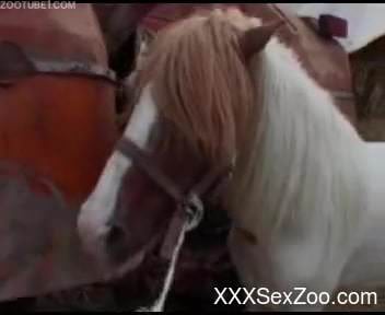 Amateur with slim forms using horse dick for sexual fantasy