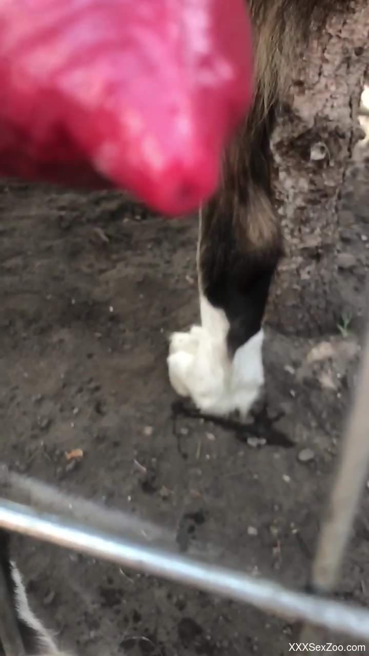 Throbbing animal showing its hard cock up close