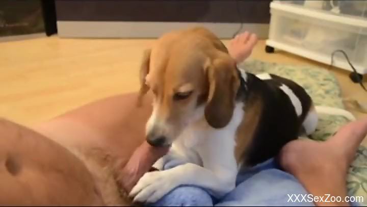 Dude gets a nice, sloppy blowjob from an adorable puppy