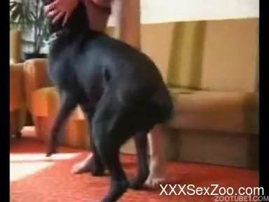 Trained black doggy and filthy zoofil in amateur bestiality