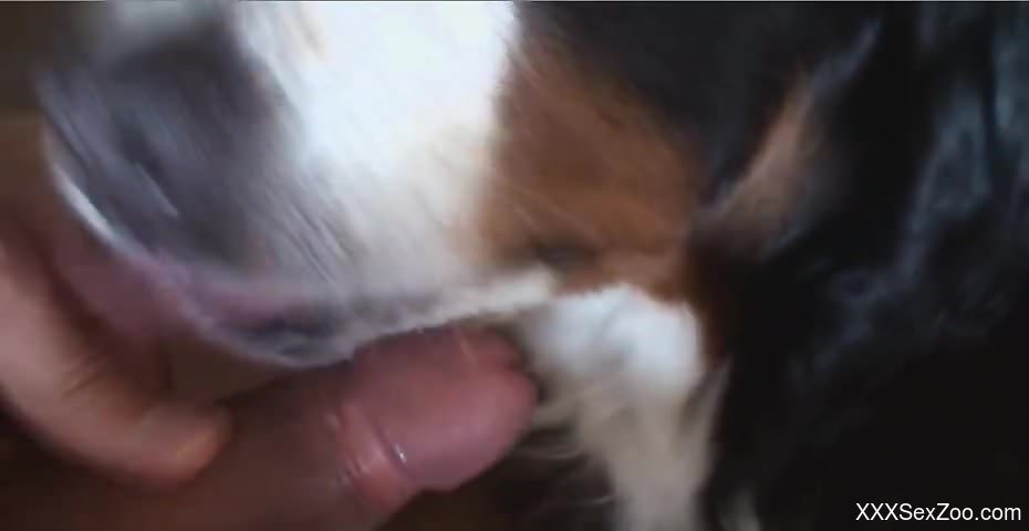 Small-dicked dude gets a POV blowjob from a puppy
