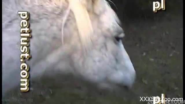 White stallion gets analyzed by a lustful farmer zoofil