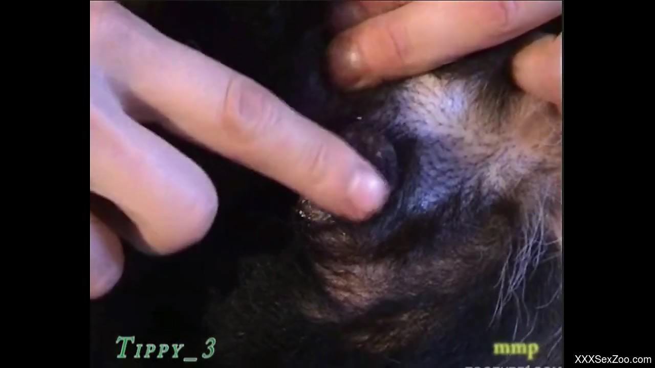 Dude fucks his black dog in a cowgirl position